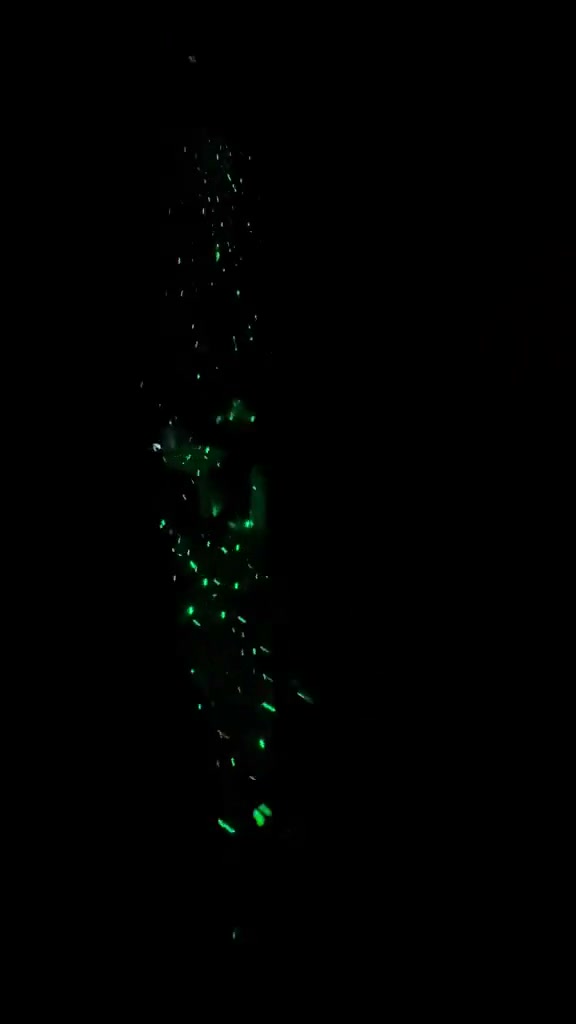 Ảo giác luôn - Thaki Light